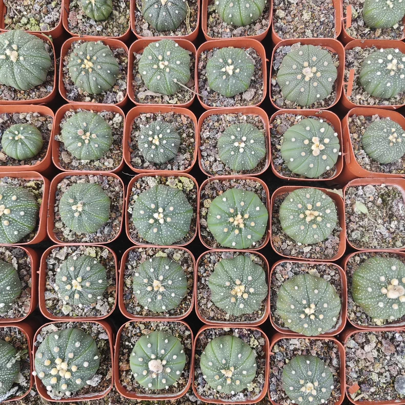 10 pieces 3-4cm Astrophytum Asterias Greedn Garden pretty Seedling