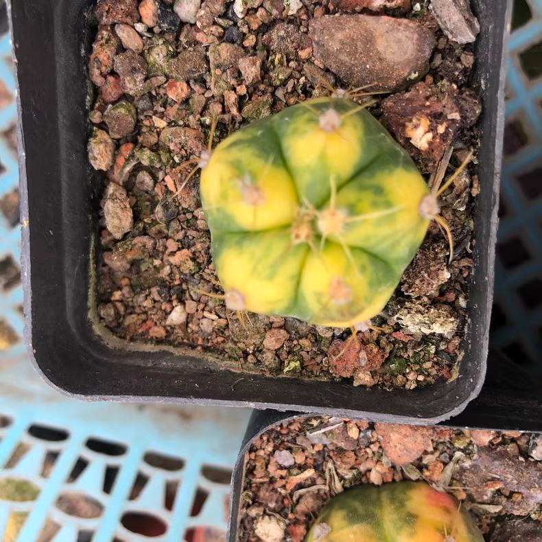 2.5-3cm Gymnocalycium buenekeri Variegated Garden Rare