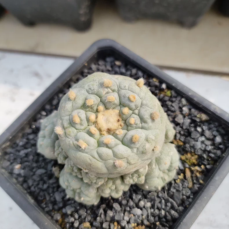 6-7cm Seedgrow Lophophora fricii Thornless cactus