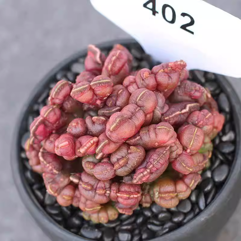 5-6cm Mammillaria Bocasana Cristata Garden Planting