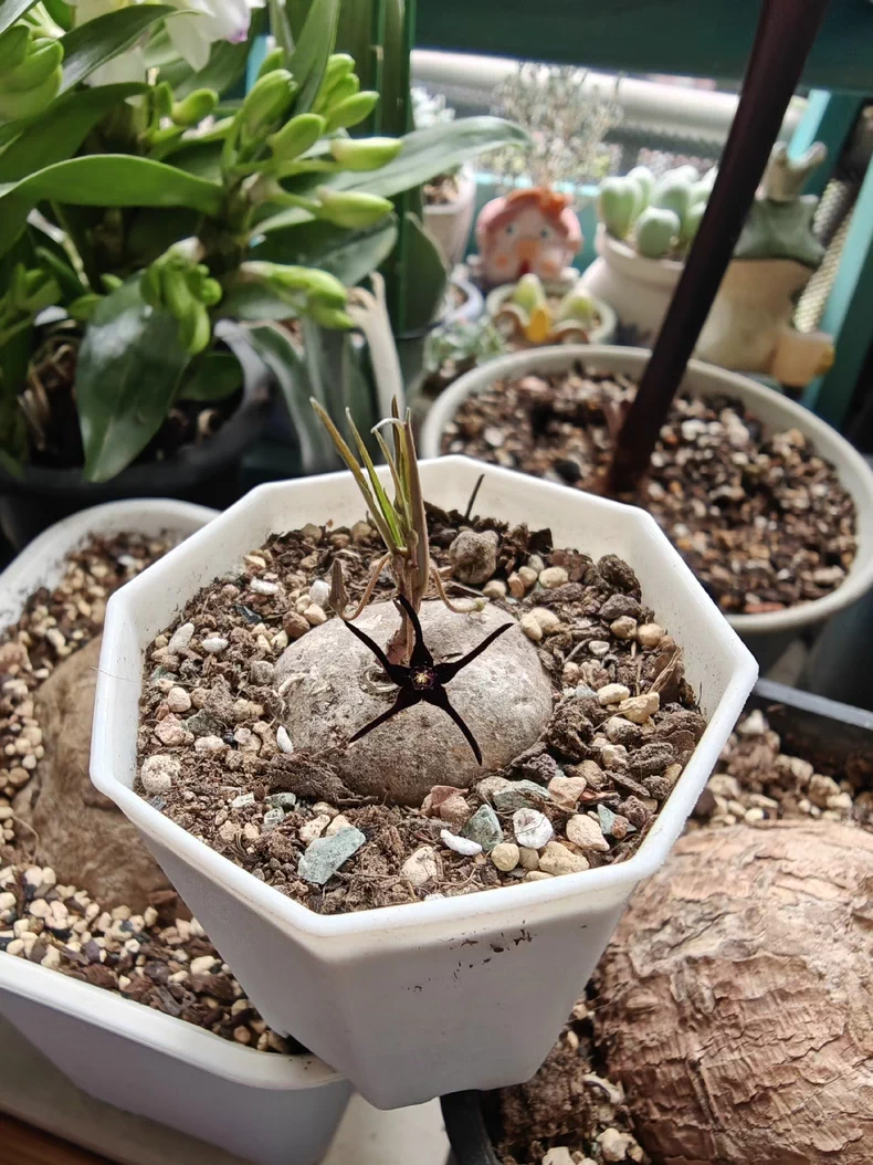 3-3.5cm Ceropegia edulissima root tuber Rare Cactus Succulent Plants