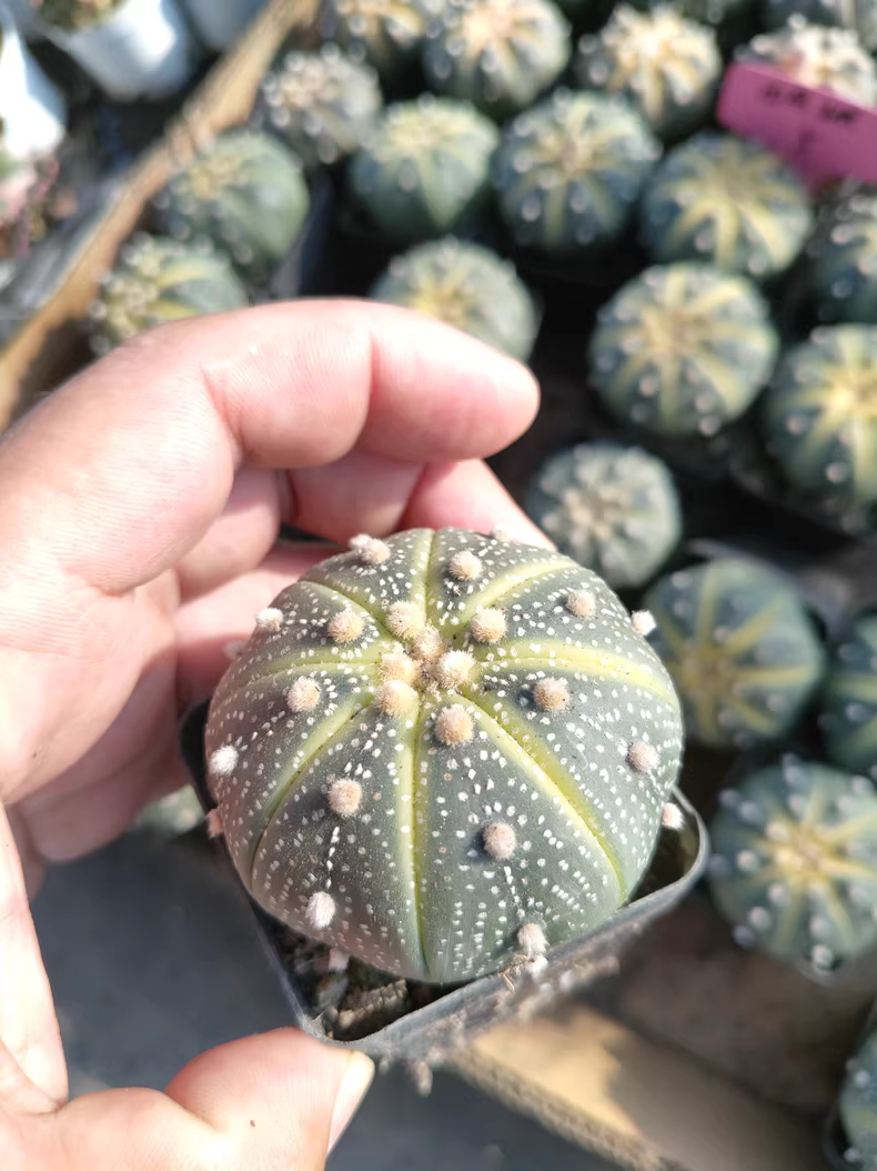 10 pieces 3-4CM Astrophytum asterias Variegated watermelon stripes