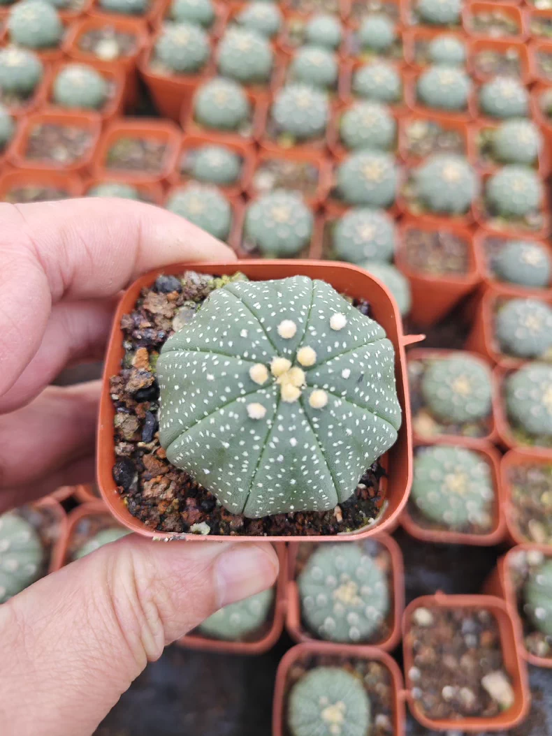 10 pieces 3-4cm Astrophytum Asterias Greedn Garden pretty Seedling