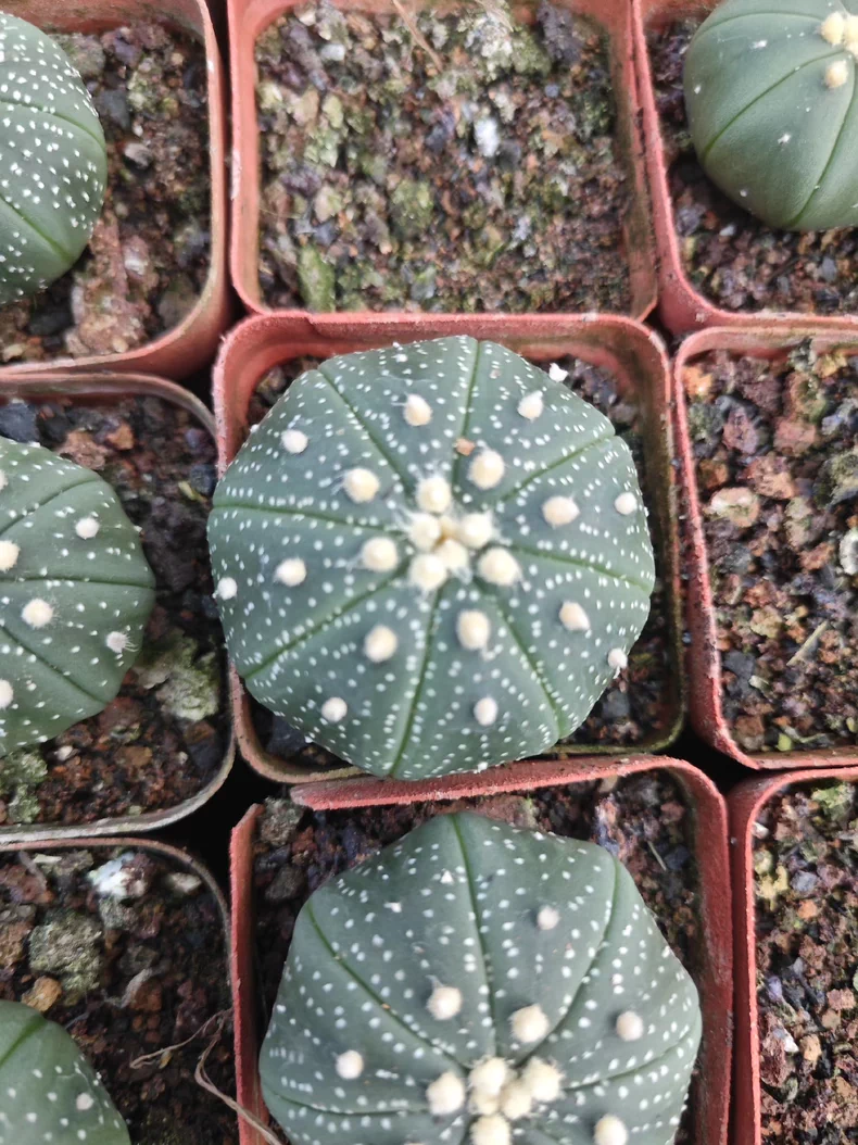 10 pieces 3-4cm Astrophytum Asterias Greedn Garden pretty Seedling