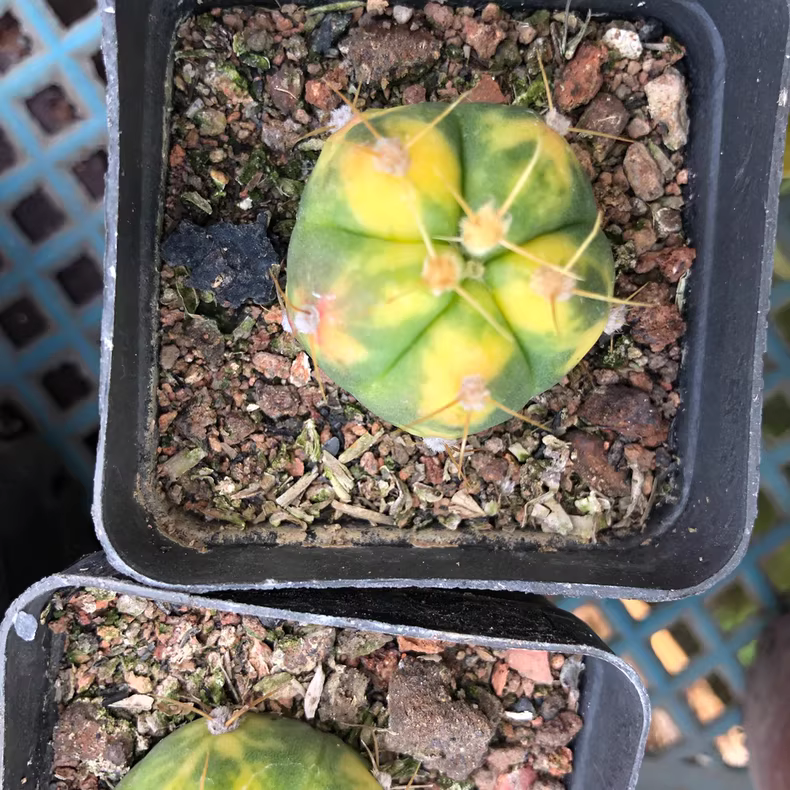 2.5-3cm Gymnocalycium buenekeri Variegated Garden Rare