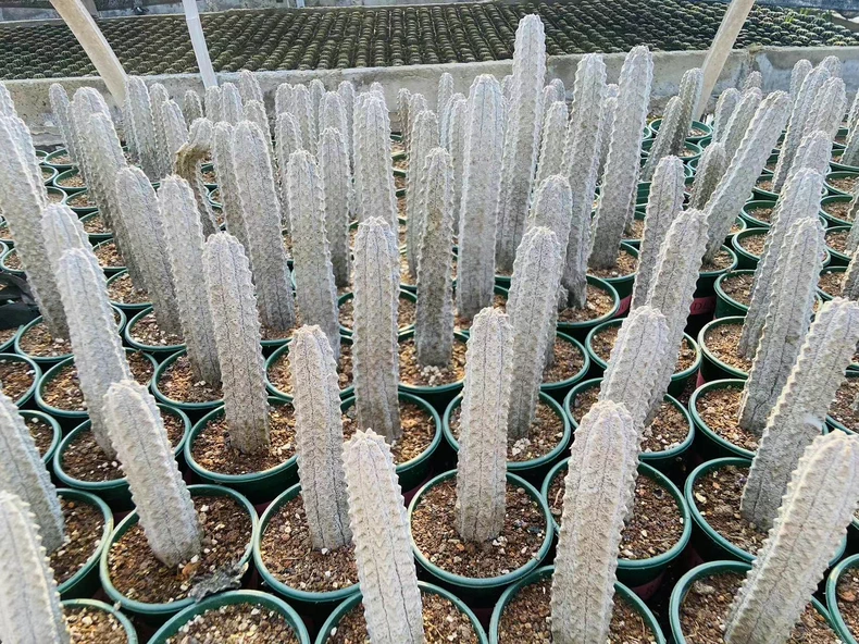 15cm 5PCS Euphorbia abdelkuri Cactus palnt