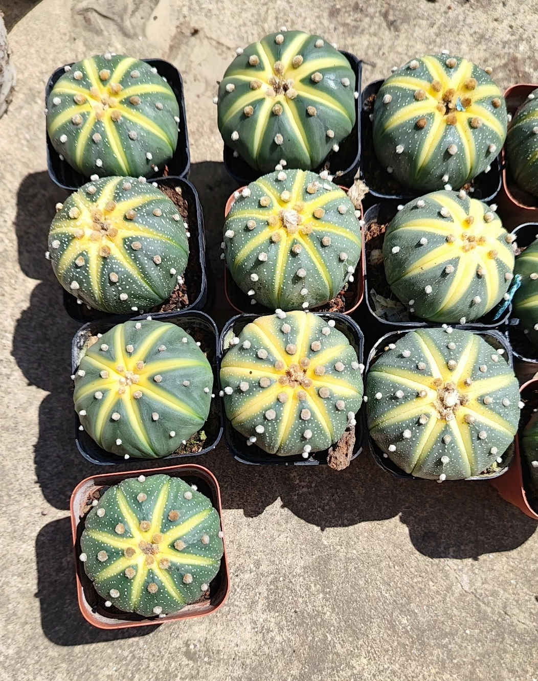 10 pieces 3-4CM Astrophytum asterias Variegated watermelon stripes