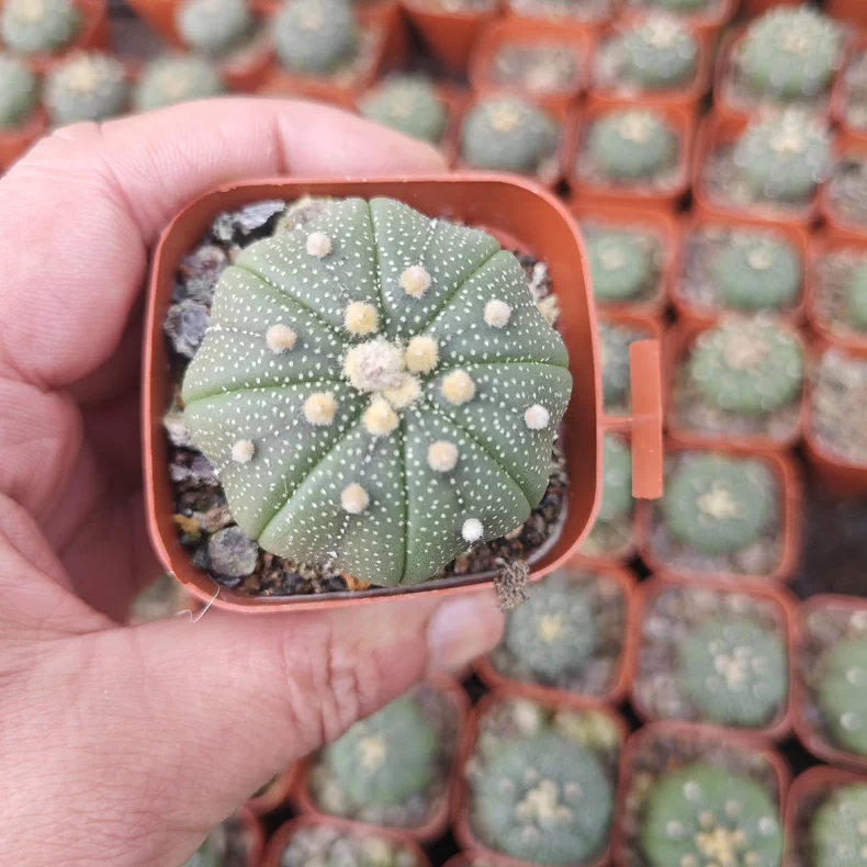 10 pieces 3-4cm Astrophytum Asterias Greedn Garden pretty Seedling