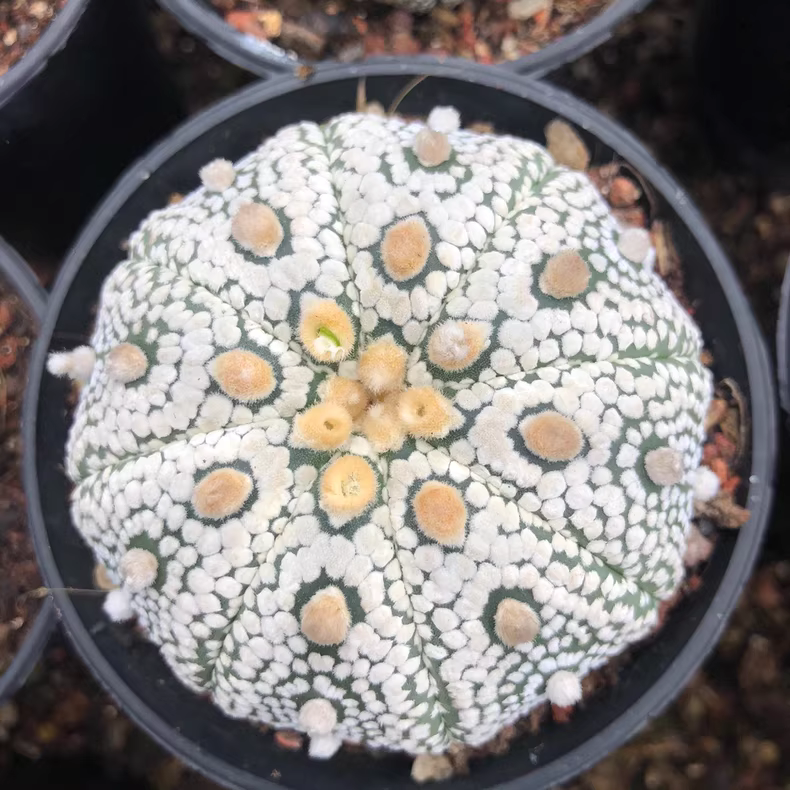 6-6.5cm Astrophytum asterias Mirakuru Super White Garden Rare Planting