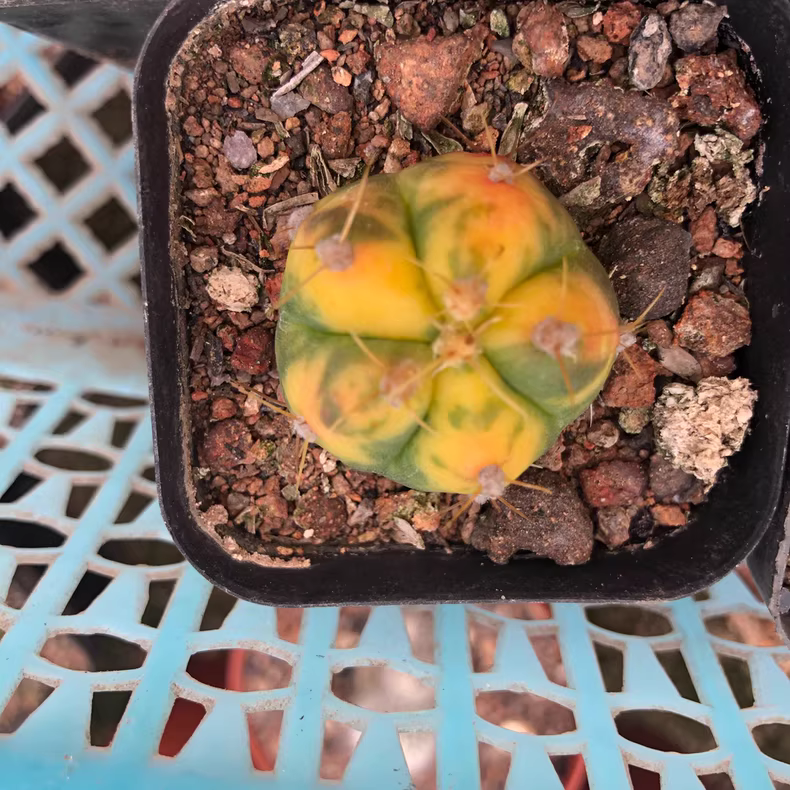 2.5-3cm Gymnocalycium buenekeri Variegated Garden Rare