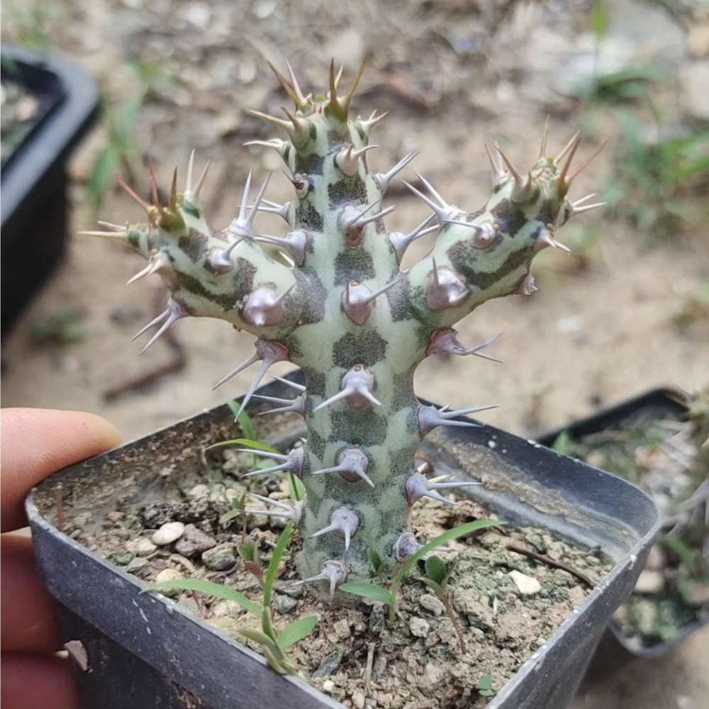 6-7cm Lateral bud growth Euphorbia horwoodii Garden Rare