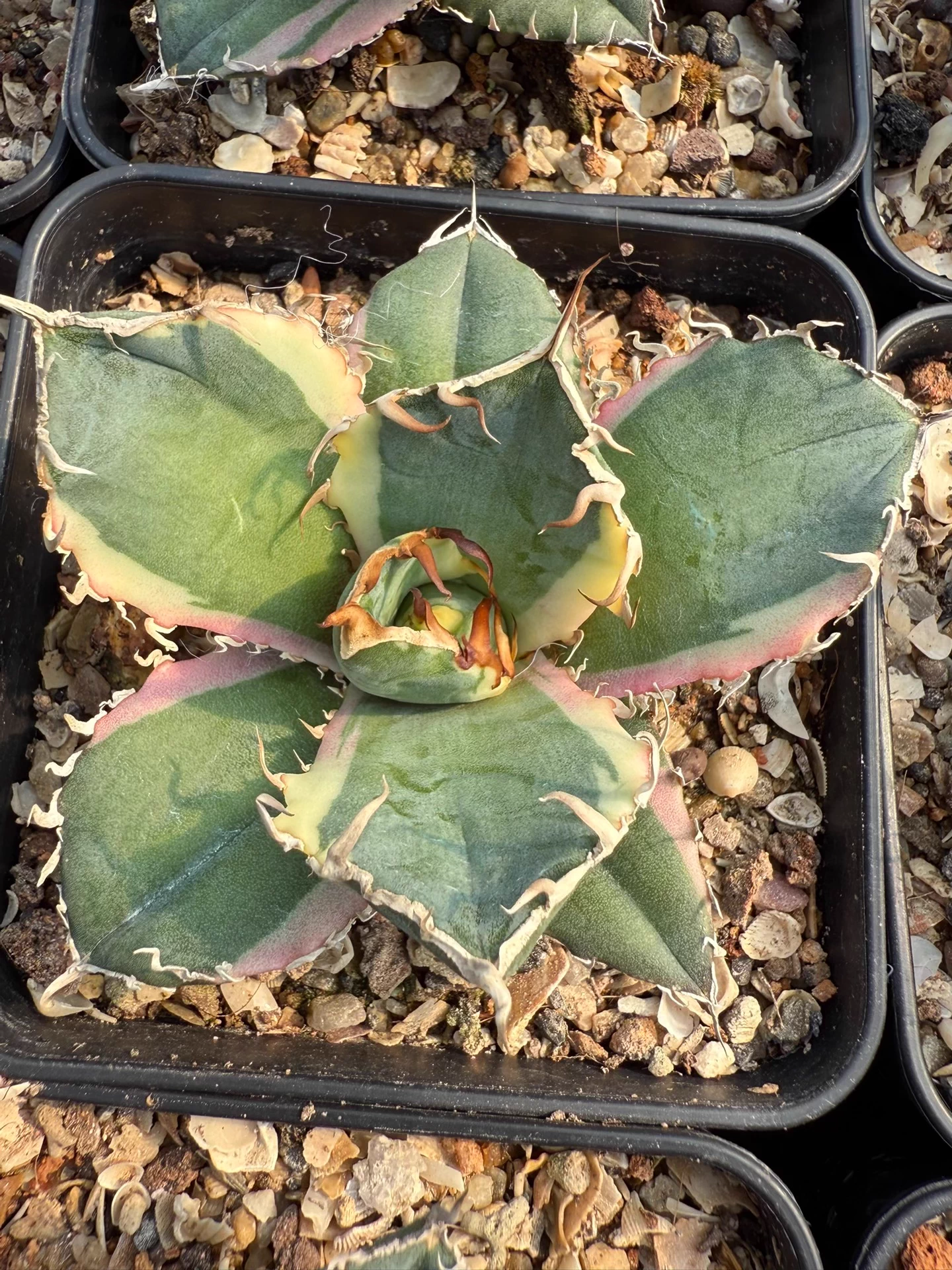 9cm Seedgrow Agave titanota white whale Variegata Succulent Garden Plant