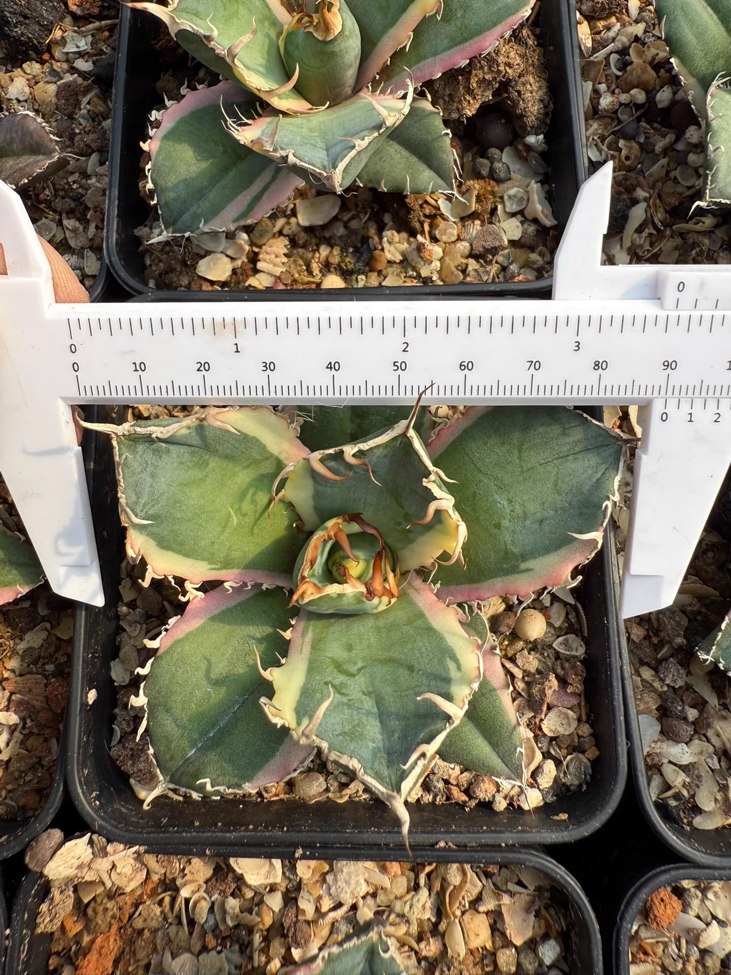 9cm Seedgrow Agave titanota white whale Variegata Succulent Garden Plant