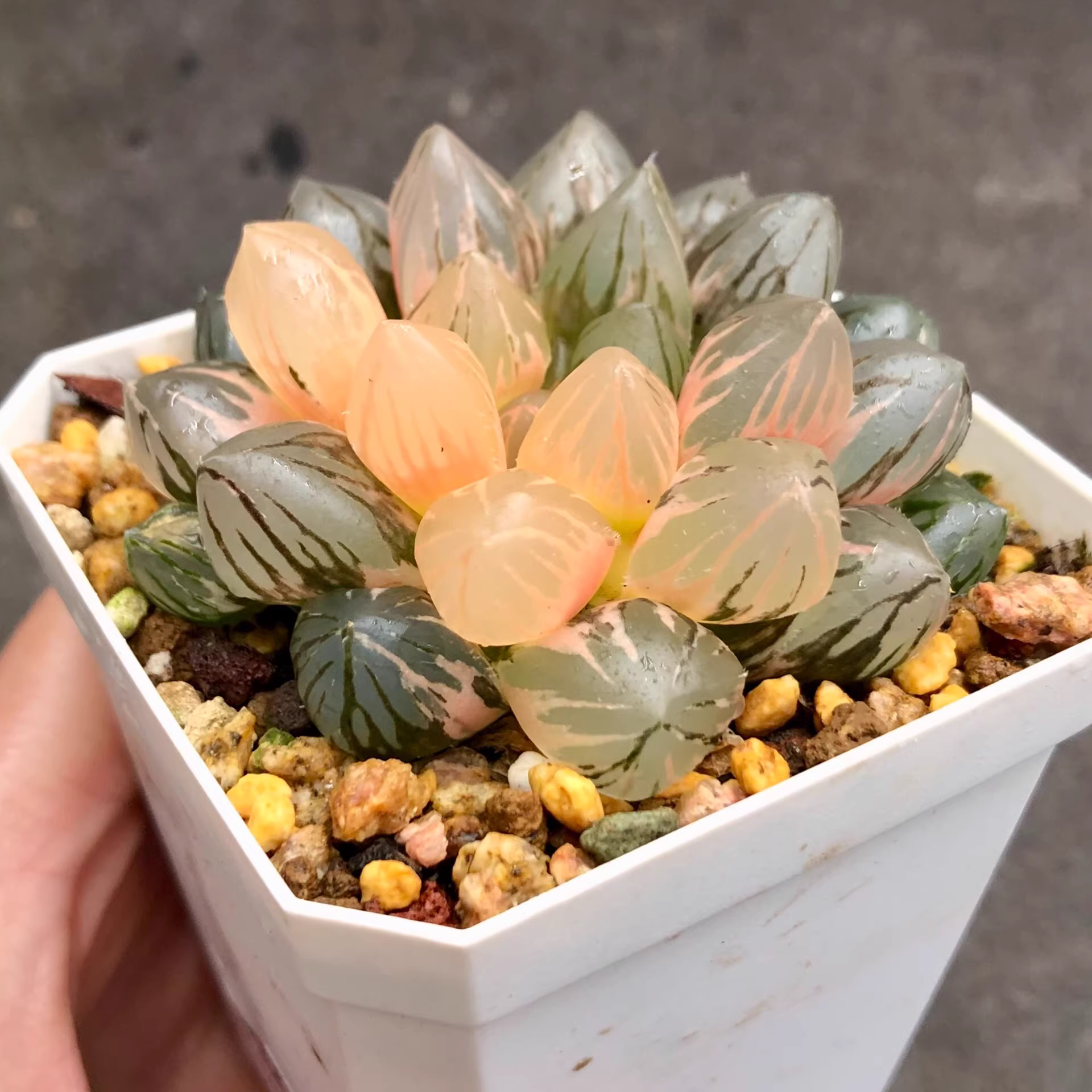 5-6cm Haworthia cooperi 'Black Muscle' Variegated Rare Succulent