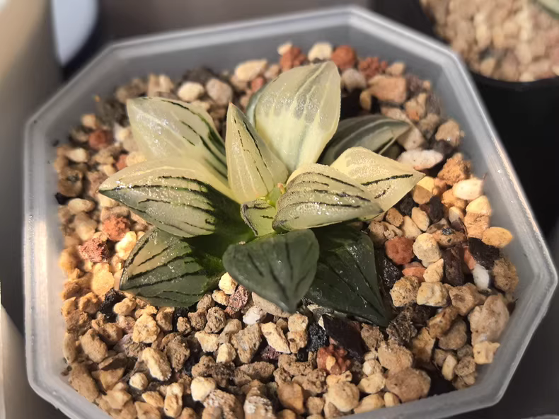 5cm Haworthia magnifica v. Atrofusca Variegated Garden Sucuulent