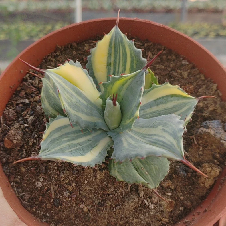 8cm Seedgorw Agave burnt burgundy variegata Garden Succulent