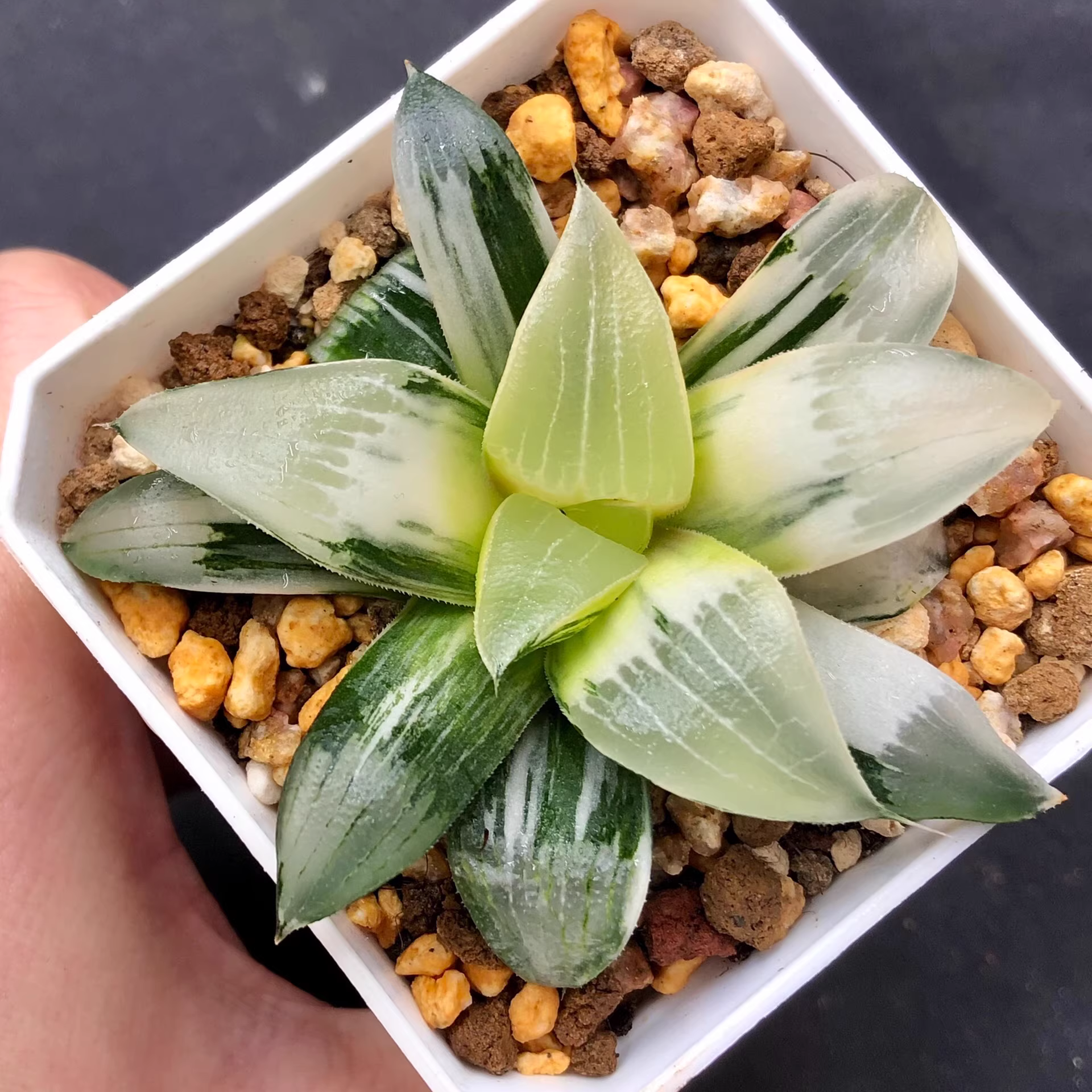 7.5cm Seedgrow Haworthia bayeri variegated Rare Succulent