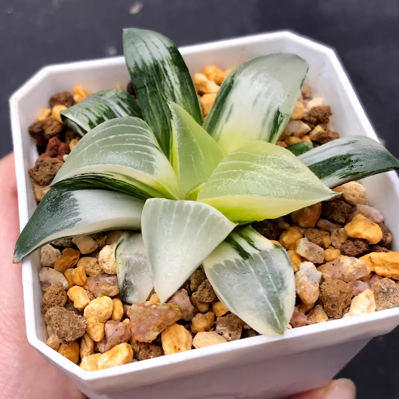 7.5cm Seedgrow Haworthia bayeri variegated Rare Succulent