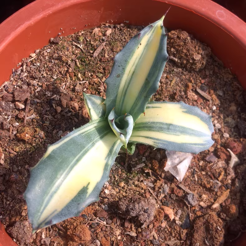 8-11cm Seedgrow Agave salmiana Variegated Rare Garden Succulent