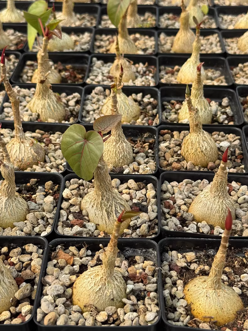 2.5-3cm Seedgrow Ficus petiolaris root tuber Succulent Garden Rare Planting