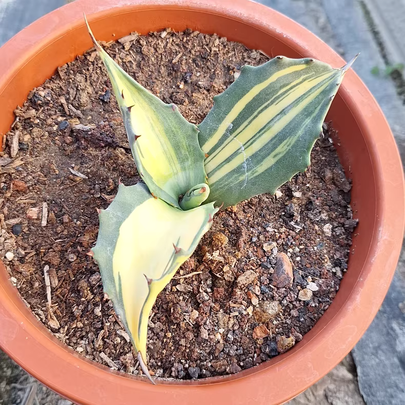 8-11cm Seedgrow Agave salmiana Variegated Rare Garden Succulent