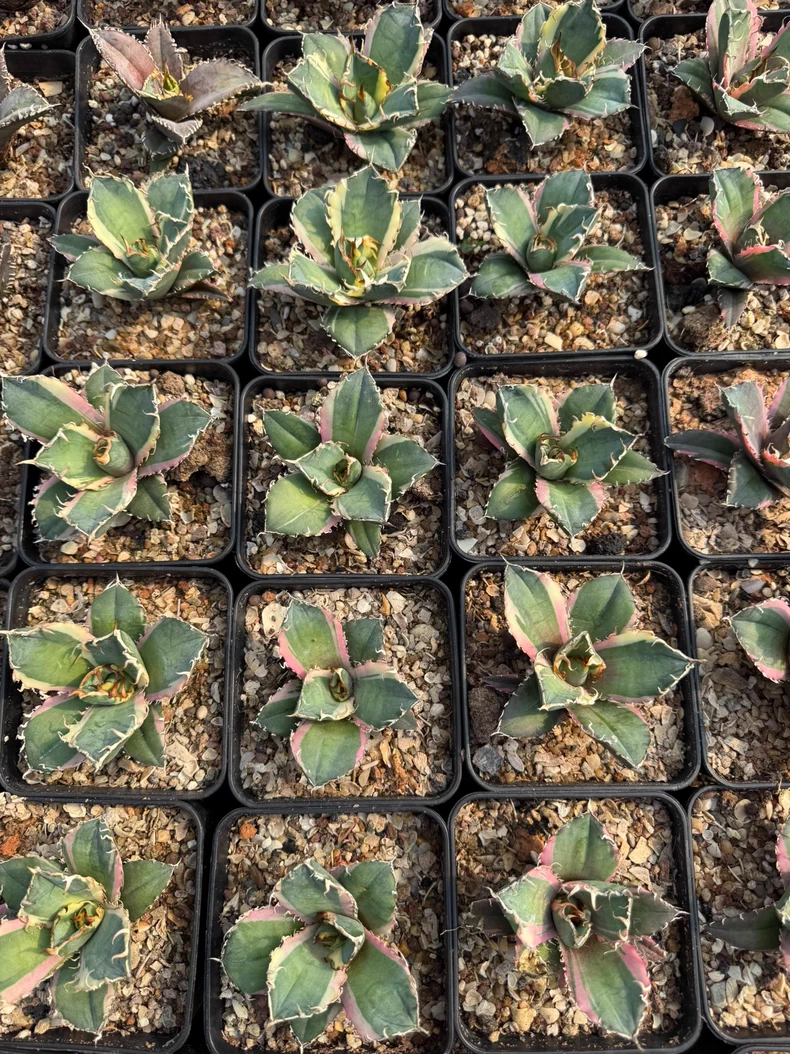 9cm Seedgrow Agave titanota white whale Variegata Succulent Garden Plant