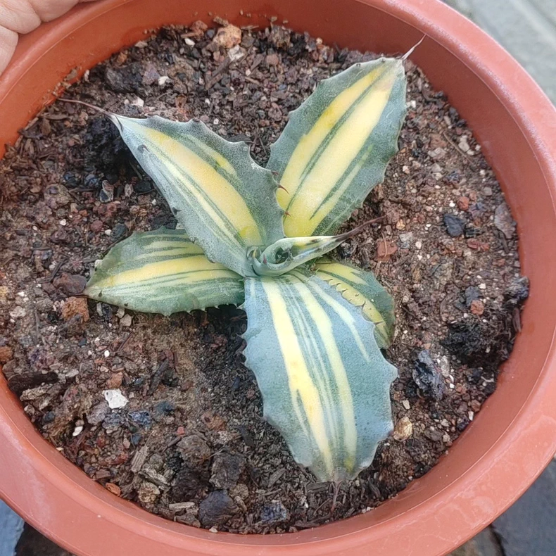 8-11cm Seedgrow Agave salmiana Variegated Rare Garden Succulent