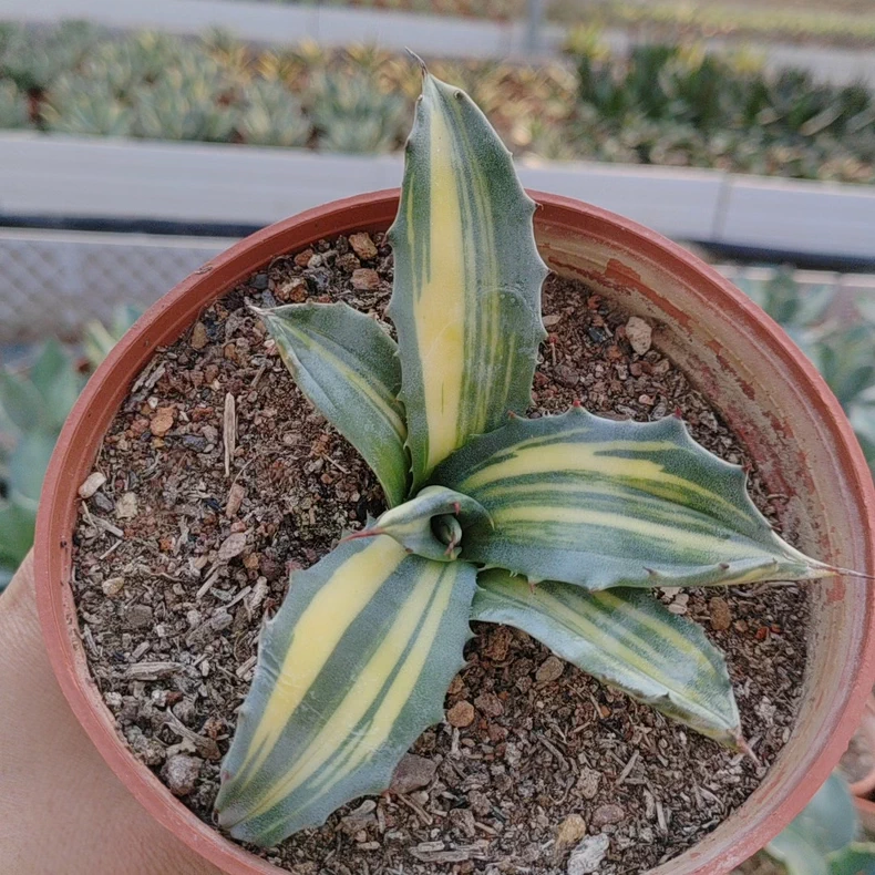 8-11cm Seedgrow Agave salmiana Variegated Rare Garden Succulent