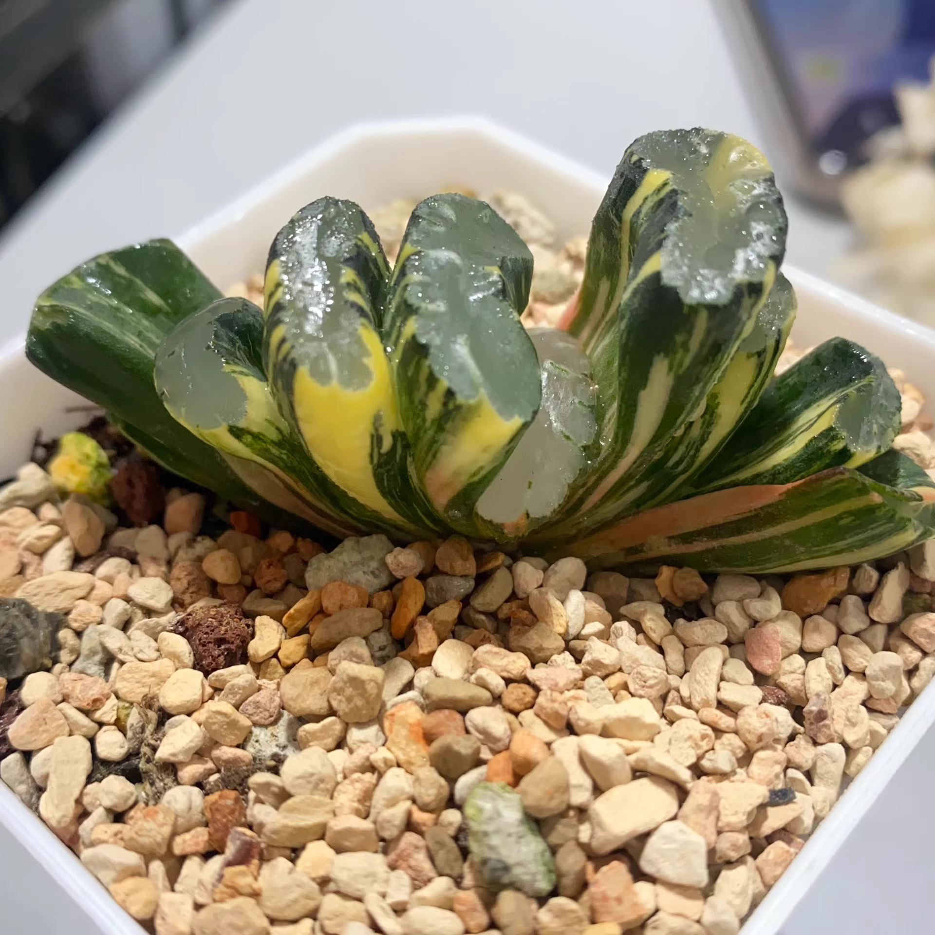 5-6CM Haworthia Truncata Sakai Variegated Succulent Plants