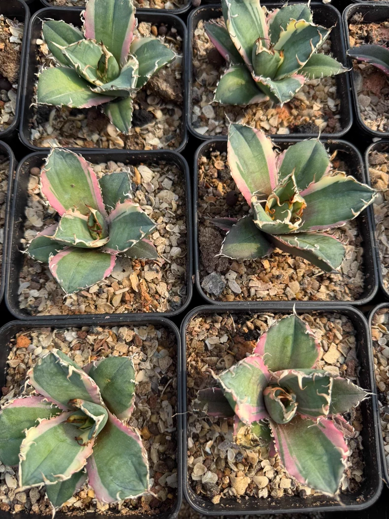 9cm Seedgrow Agave titanota white whale Variegata Succulent Garden Plant