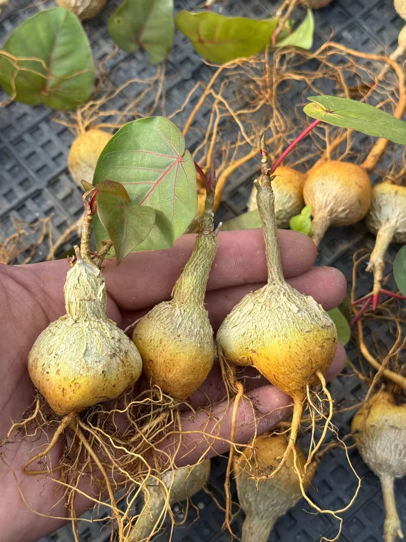 2.5-3cm Seedgrow Ficus petiolaris root tuber Succulent Garden Rare Planting