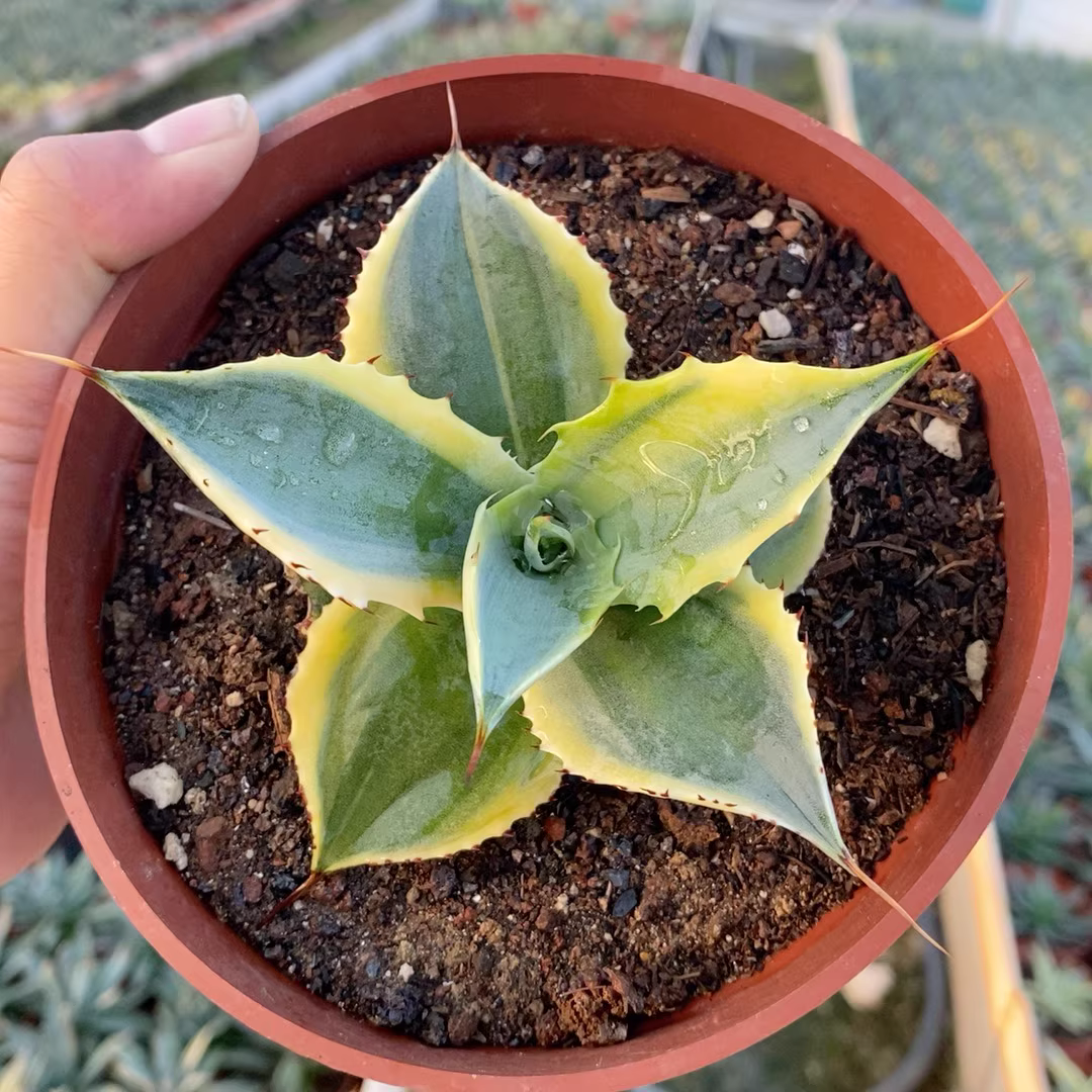 6-7cm Seedgrow Agave potatorum Ikali Laijin Variegata Garden Succulent