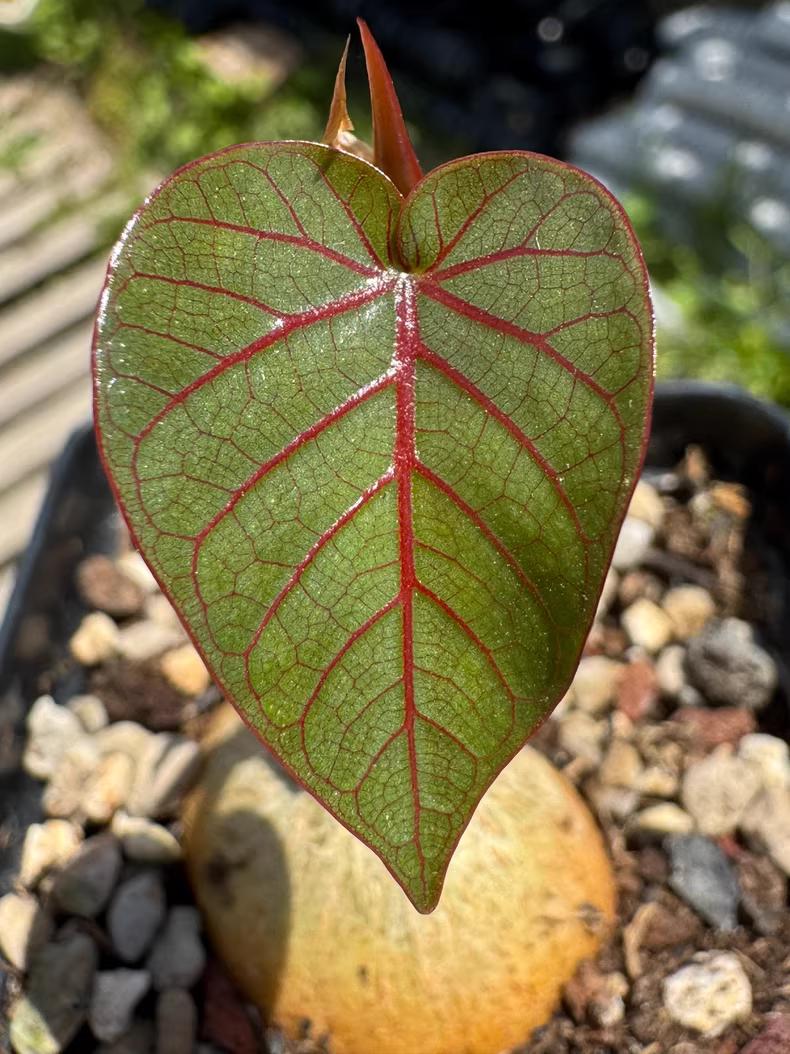 2.5-3cm Seedgrow Ficus petiolaris root tuber Succulent Garden Rare Planting