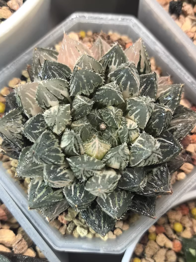 6cm Seedgrow Haworthia hybrid Mirrorball Variegated Rare Succulent