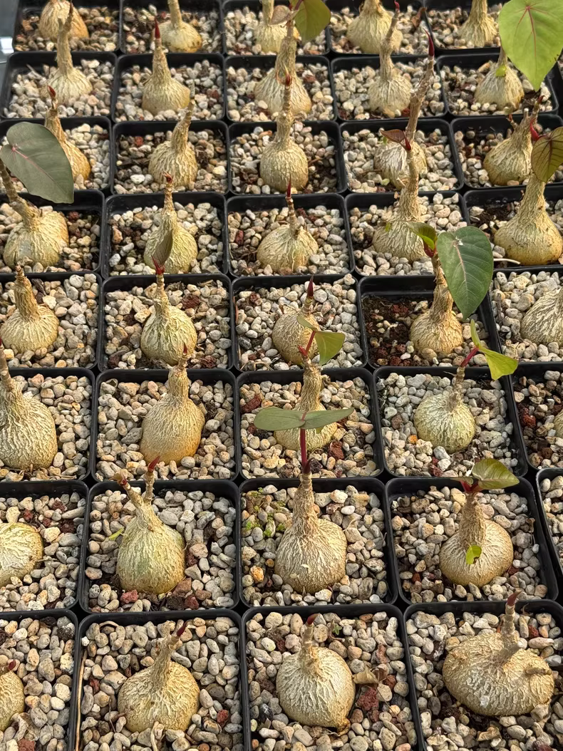 2.5-3cm Seedgrow Ficus petiolaris root tuber Succulent Garden Rare Planting