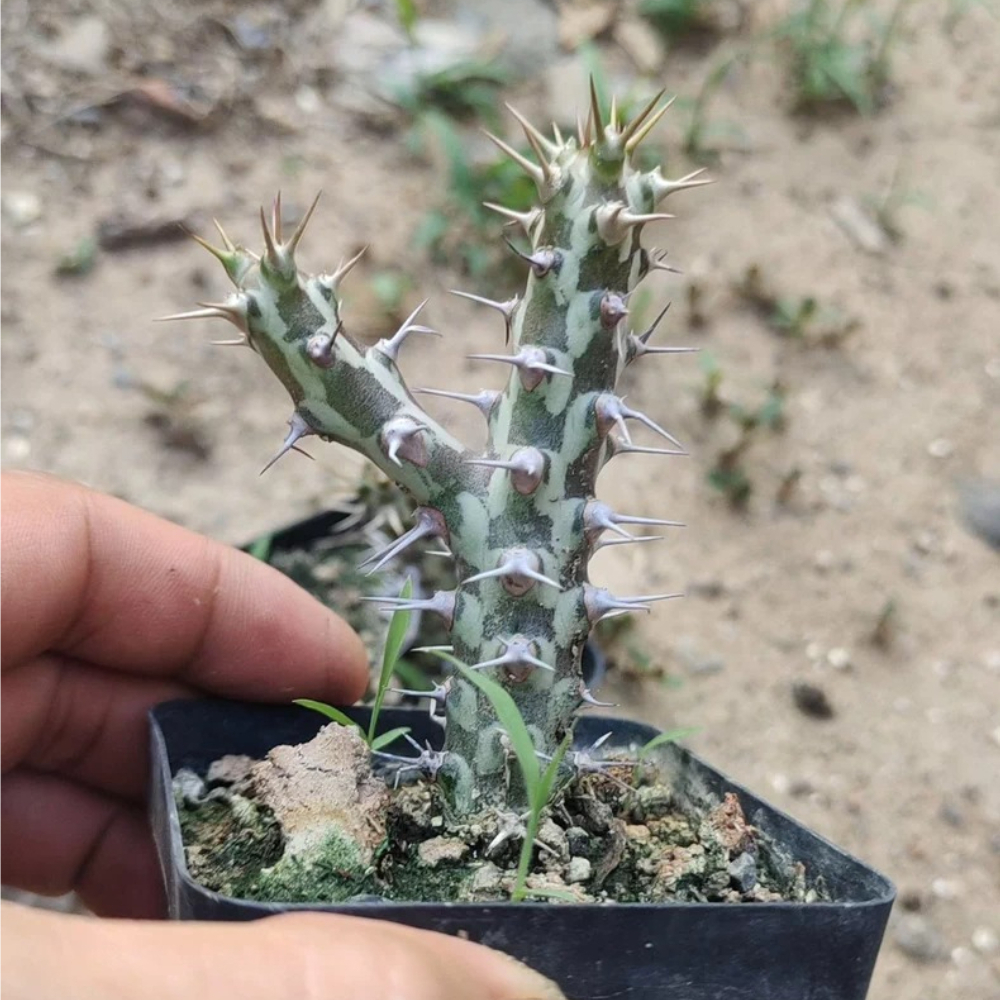 6-7cm Lateral bud growth Euphorbia horwoodii Garden Rare