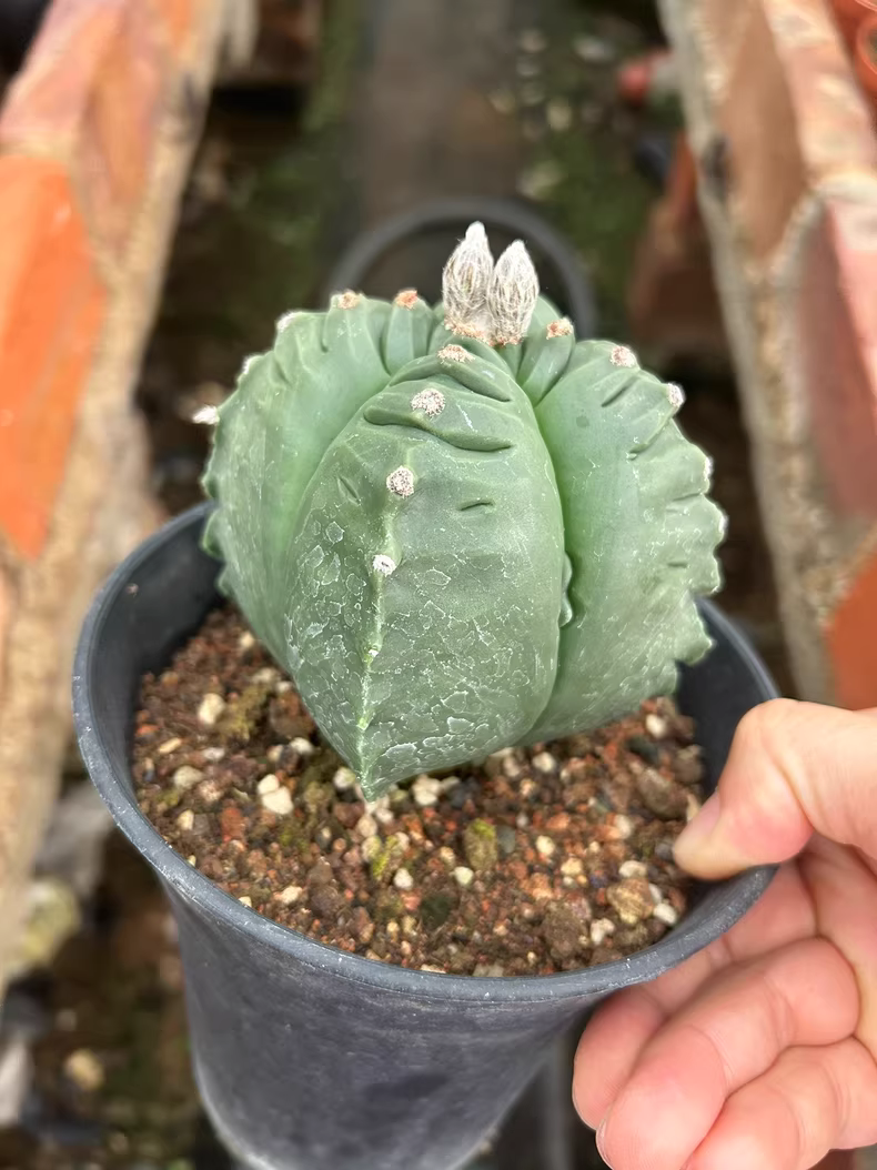 7cm Seedgrowth Cactus Plants Astrophytum myriostigma Kikko Garden Rare Planting