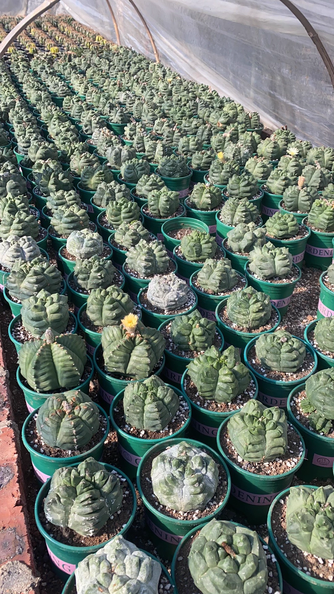 9cm Seedgrowth Astrophytum myriostigma Kikko Cactus Rare Planting