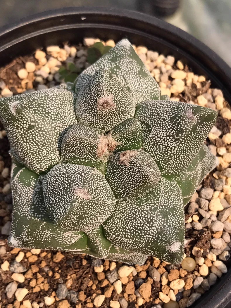 6cm Seedgrowtu Cactus Astrophytum myriostigma Kikko Garden Rare Planting