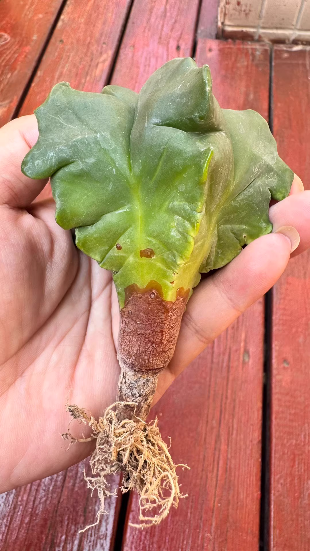 7cm Seedgrowth Astrophytum myriostigma Kikko Cactus Rare Garden Planting