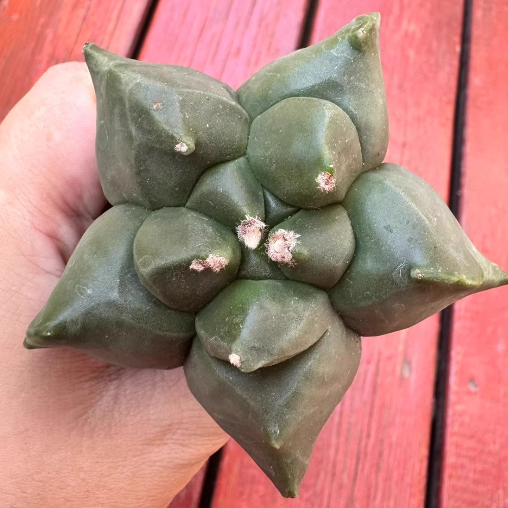 7cm Seedgrowth Astrophytum myriostigma Kikko Cactus Rare Garden Planting