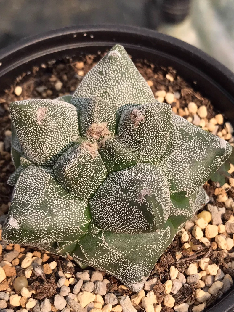 6cm Seedgrowtu Cactus Astrophytum myriostigma Kikko Garden Rare Planting