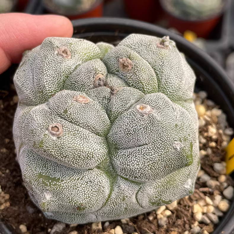 7cm Seedgrowth Astrophytum myriostigma Kikko Cactus Rare Planting