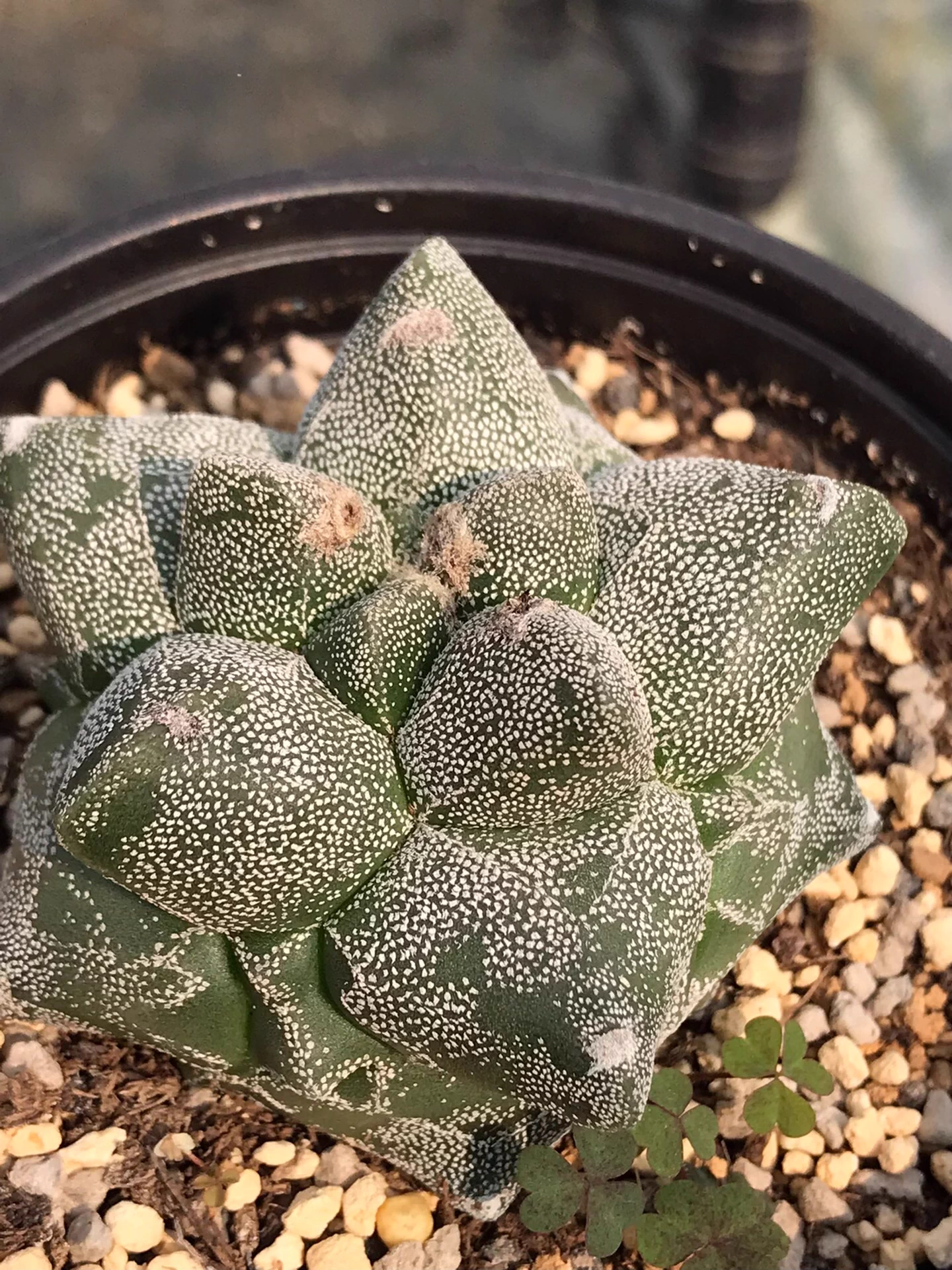 6cm Seedgrowtu Cactus Astrophytum myriostigma Kikko Garden Rare Planting