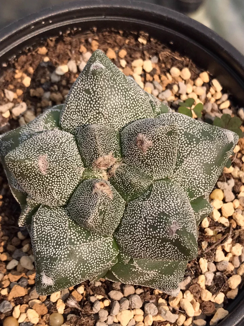 6cm Seedgrowtu Cactus Astrophytum myriostigma Kikko Garden Rare Planting
