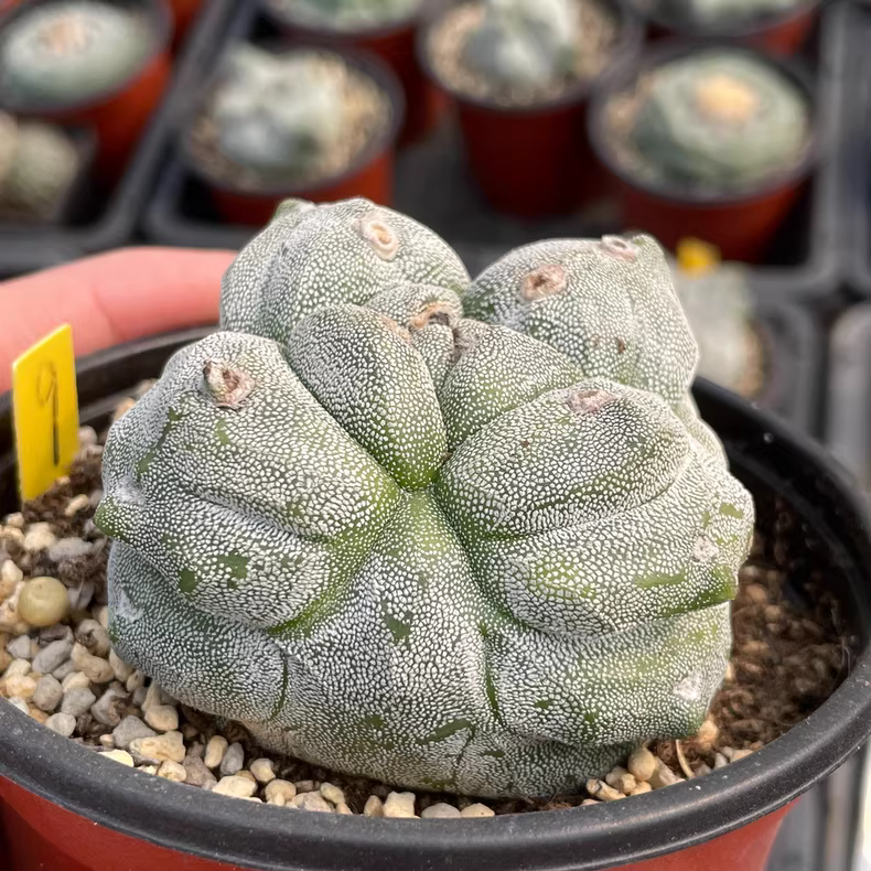 7cm Seedgrowth Astrophytum myriostigma Kikko Cactus Rare Planting