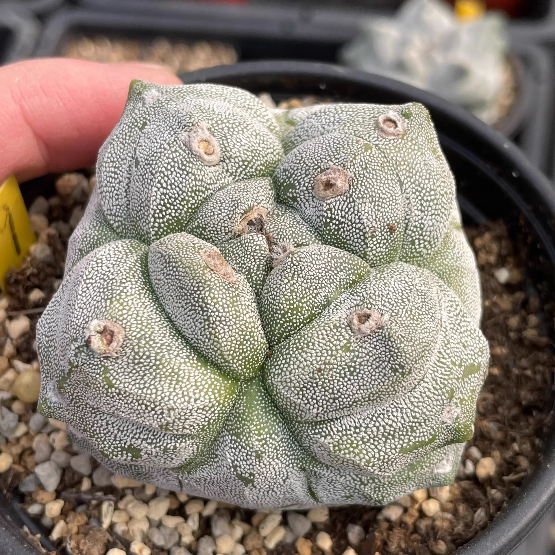 7cm Seedgrowth Astrophytum myriostigma Kikko Cactus Rare Planting