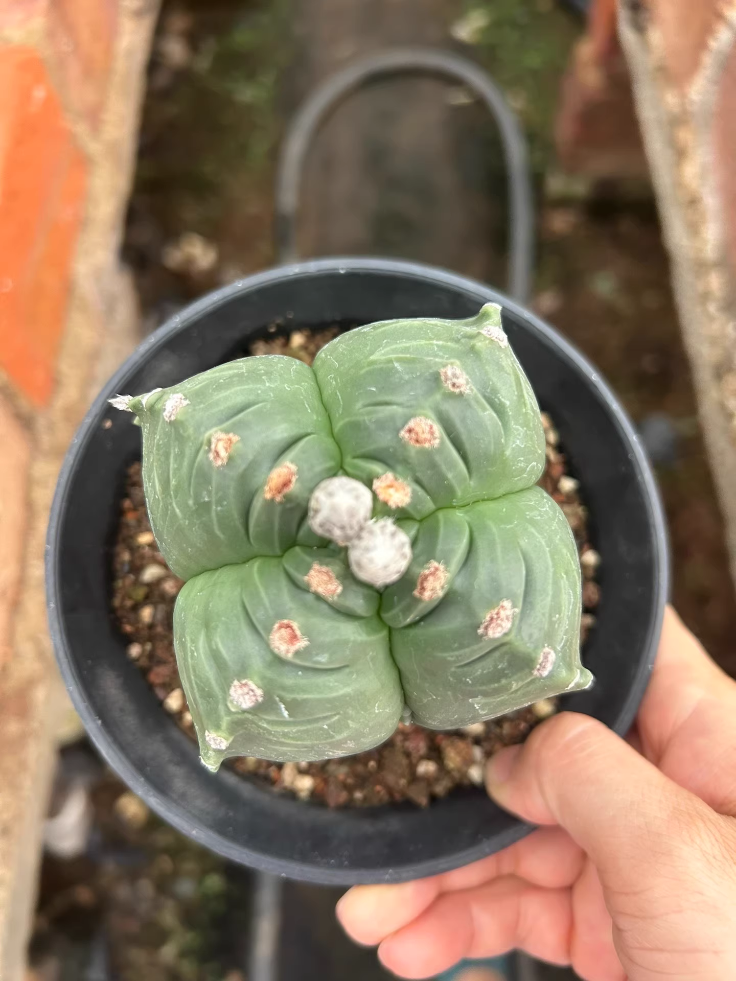 7cm Seedgrowth Cactus Plants Astrophytum myriostigma Kikko Garden Rare Planting