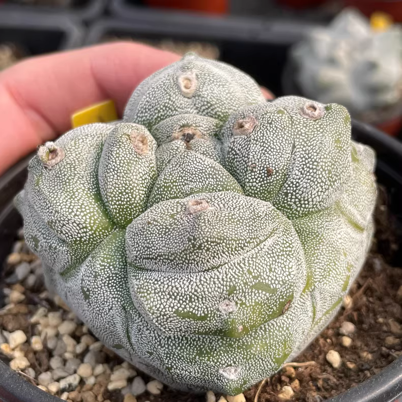 7cm Seedgrowth Astrophytum myriostigma Kikko Cactus Rare Planting