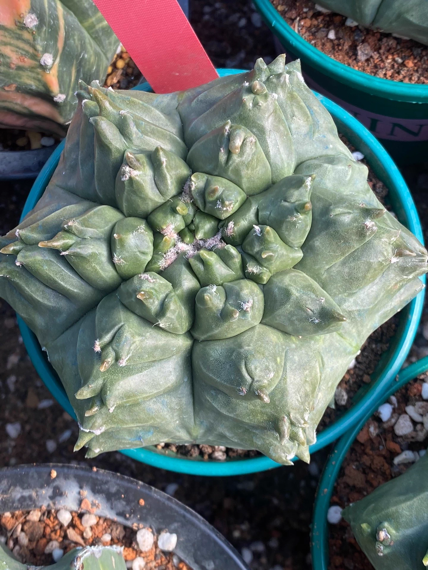 9cm Seedgrowth Astrophytum myriostigma Kikko Cactus Rare Planting